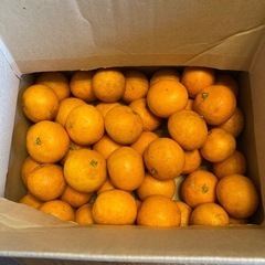 和歌山県　清見🍊　3kg