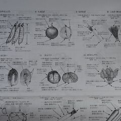 北海道野菜地図／その47　令和6年2月発行　本体1700＋税の画像