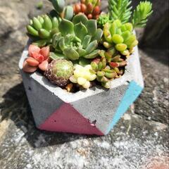 多肉植物寄せ植❁カラフルセメント鉢