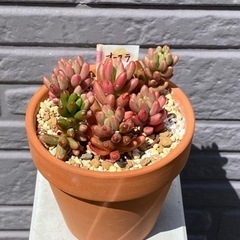 【お取り引き中】2024.4.17(16)   多肉植物　オーロ...
