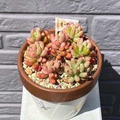 【お取り引き中】2024.4.17(17)   多肉植物　オーロ...