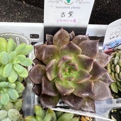 ブルーオリオンと古紫の画像