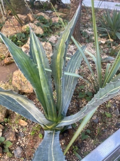 ☆リュウゼツラン縞斑入り☆