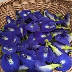 バタフライピーの種　50個以上の画像