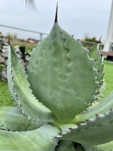 アガベ・シーマニアナ
