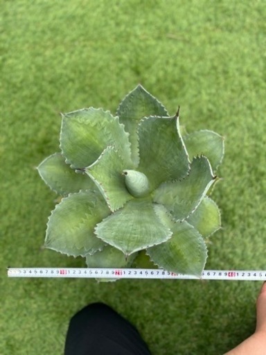 アガベ・シーマニアナ