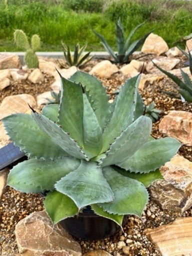 アガベ・シーマニアナ