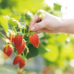 平日限定、1日30名様まで！いちご狩り（時間無制限食べ放題）＋筍...