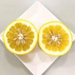 愛媛県産「河内晩柑」好評販売中！ - グルメ