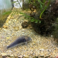アクアリウム 生体 まとめての画像