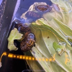アクアリウム 生体 まとめての画像