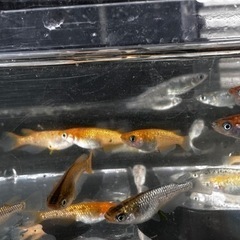 メダカ MIX 【成魚】の画像
