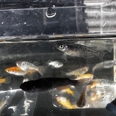 メダカ MIX 【成魚】の画像