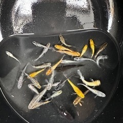 メダカ MIX 【成魚】の画像