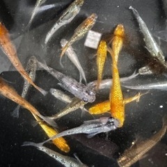 メダカ MIX 【成魚】の画像