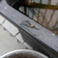 ヒメタニシの稚貝（5㎜～10㎜前後）の画像