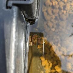 ヒメタニシの稚貝（5㎜～10㎜前後）の画像