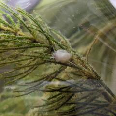 ヒメタニシの稚貝（5㎜～10㎜前後）の画像