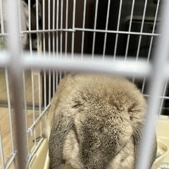 ロップイヤーうさぎ　色は綺麗なグレー