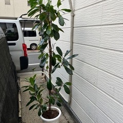 観葉植物　ちょっと珍しいゴムの木