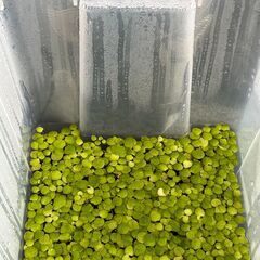 水草「ドワーフフロッグビット」をお譲りします。の画像