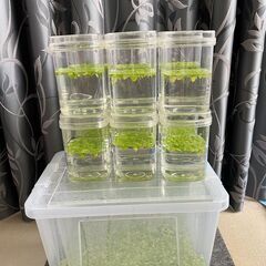 水草「ドワーフフロッグビット」をお譲りします。の画像