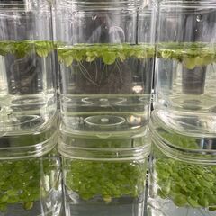 水草「ドワーフフロッグビット」をお譲りします。の画像