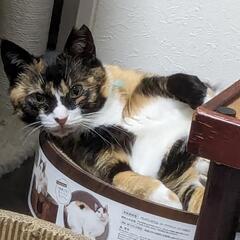 【現在トライアル中です！⠀】 飼い主が他界してしまった自己主張を...