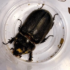 カブトムシ　読谷新垣ぜんざい夜12時まで受取OK👍