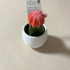 【取引中】サボテン　ヒボたん