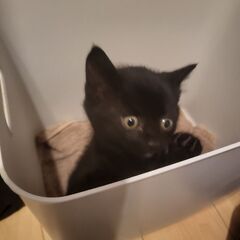 黒トラ？里親お願いします！！