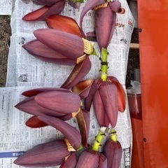 無農薬　国産バナナブロッサムの画像