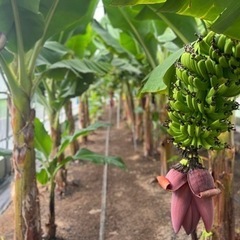 無農薬　国産バナナブロッサムの画像