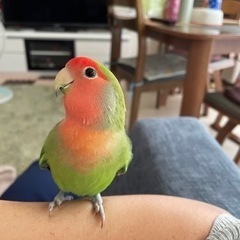 候補者決まりました。コザクラインコ男の子