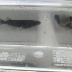 （受け渡し決定）メダカ　黒天幻龍　3ペア　の画像