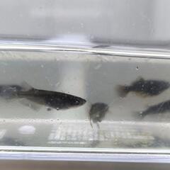 （受け渡し決定）メダカ　黒天幻龍　3ペア　の画像