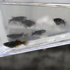（受け渡し決定）メダカ　黒天幻龍　3ペア　の画像