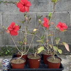 植物　仏桑花(ハイビスカス）の画像