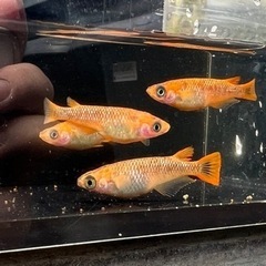 めだか販売会のお知らせ - 大町市