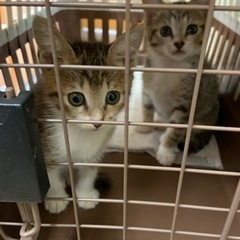 🐈🐈‍⬛キジ白の２匹赤ちゃん🐈‍⬛🐈トライアル決定