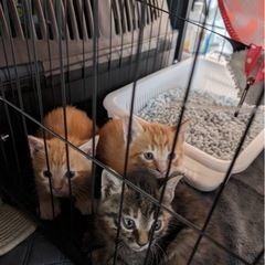 3匹捕獲しましたー
