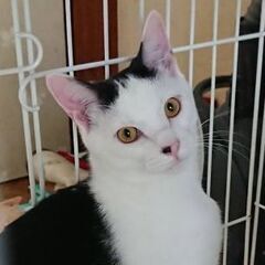 おっとり優しい黒白オス