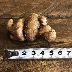黒ウコン　種芋　　　　　　　　の画像
