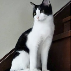 女の子猫の里親募集中です。現在取引中です。
