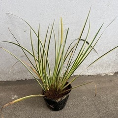  【5月半ばまで】 花あり　斑入りセキショウ  アコルス　ビオト...