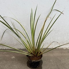 【5月半ばまで】白色 斑入り セキショウ アコルス ビオトープ