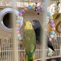 里親様募集（マメルリハインコ雛）【決まりました‼︎】