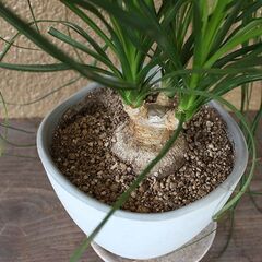 ★格安◎★　【観葉植物】　ポニーテール　トックリラン　38cmほどの画像