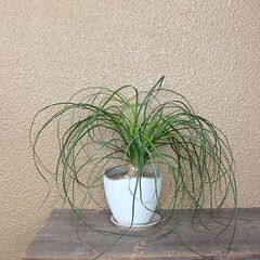 ★格安◎★　【観葉植物】　ポニーテール　トックリラン　38cmほどの画像