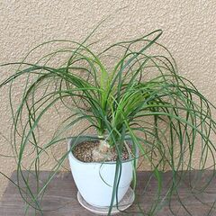 ★格安◎★　【観葉植物】　ポニーテール　トックリラン　38cmほどの画像